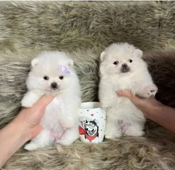 سگ پامرانین عروسکی|سگ|شیراز, آبزنگی|دیوار