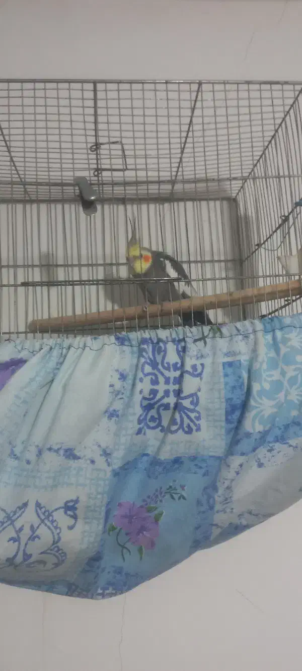 عروس هلندی|پرنده|کبودرآهنگ, |دیوار