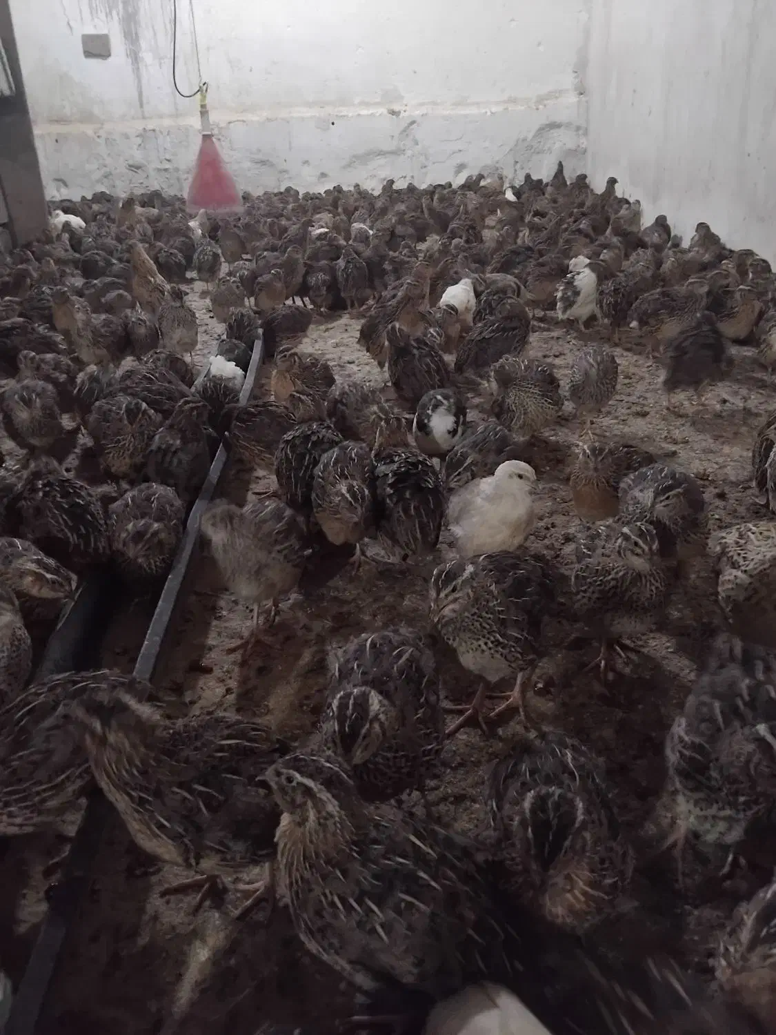 فروش بلدرچین بالغ|حیوانات مزرعه|برازجان, |دیوار