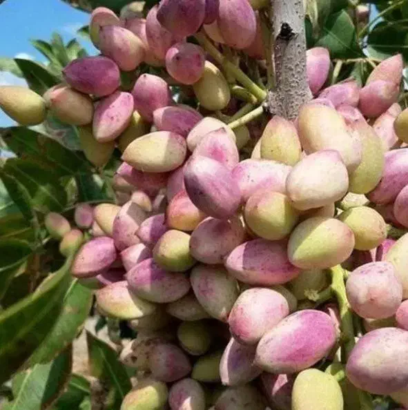 باغ پسته 1.6هکتاری|فروش زمین و ملک کلنگی|دشتابی, |دیوار