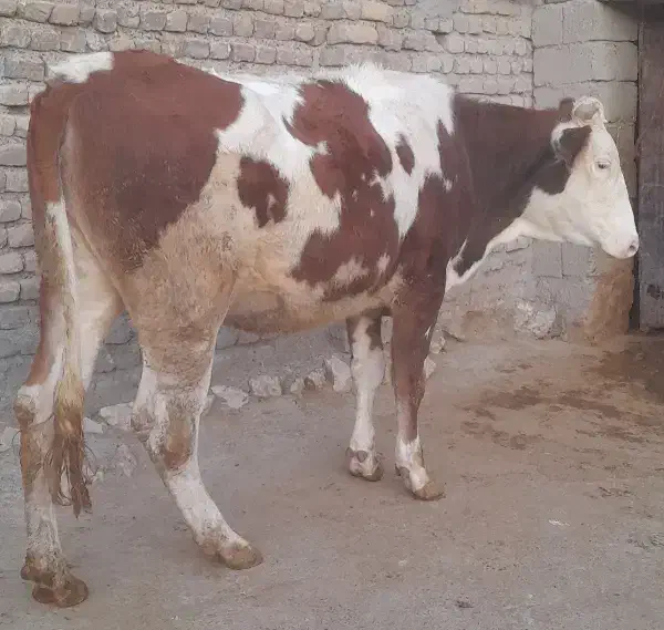 گاو ،گوساله ،تلیسه سیمینتال آبستن سنگین|حیوانات مزرعه|بیلوار, |دیوار