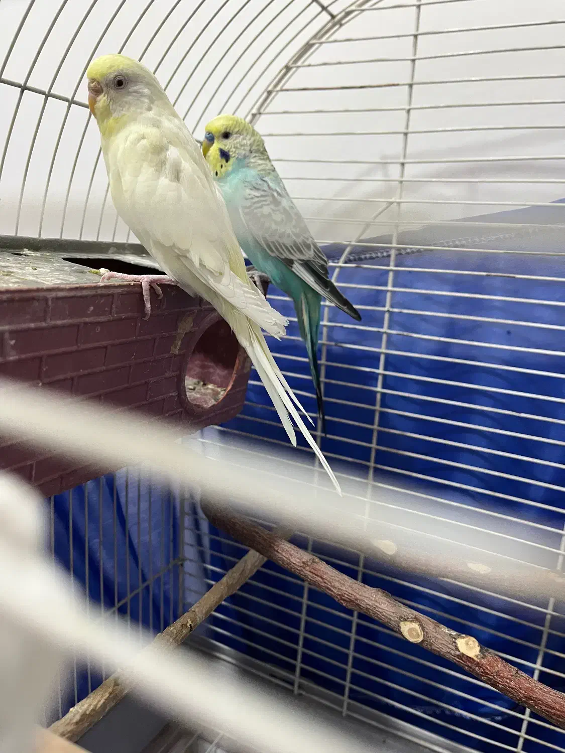 مرغ عشق چشم شرابی|پرنده|بانه, |دیوار