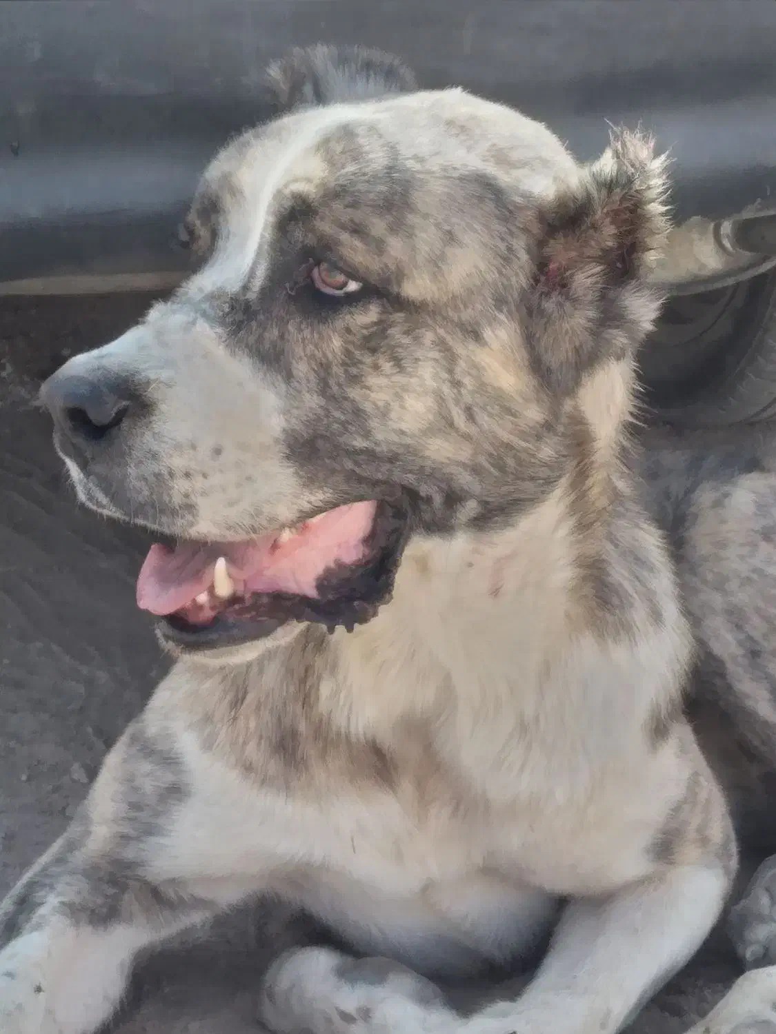 حیون شجر دار|سگ|تربتحیدریه, بالا ولایت|دیوار