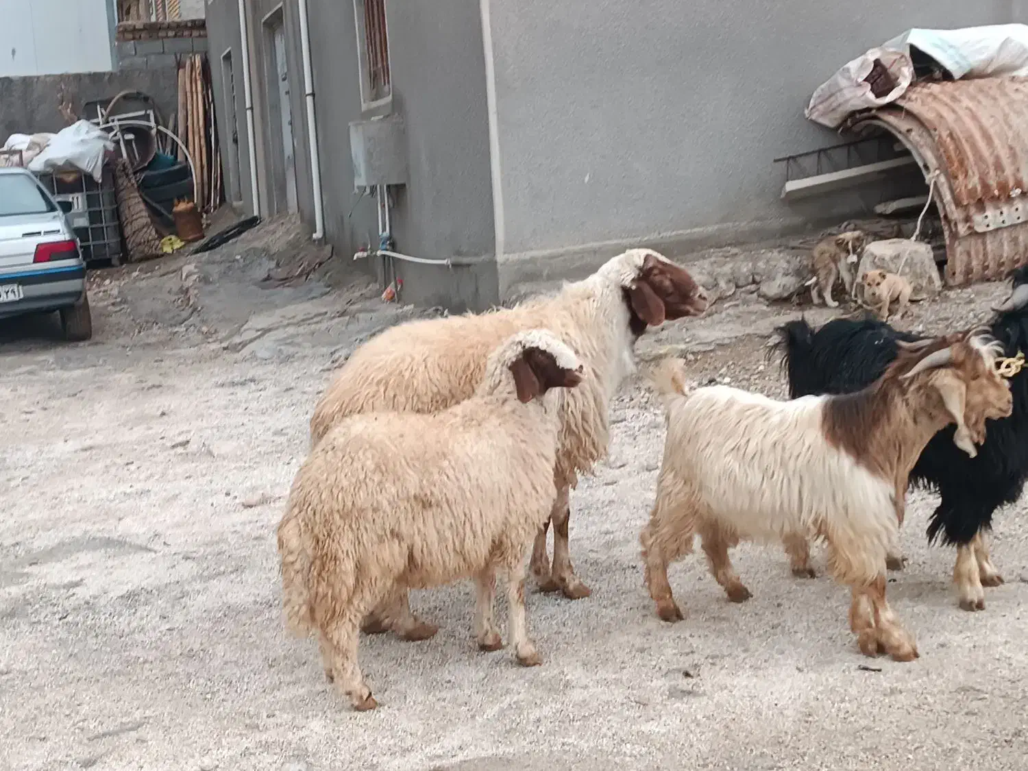 بره وقوچ اصیل سنجابی فروشی|حیوانات مزرعه|سرپل ذهاب, |دیوار