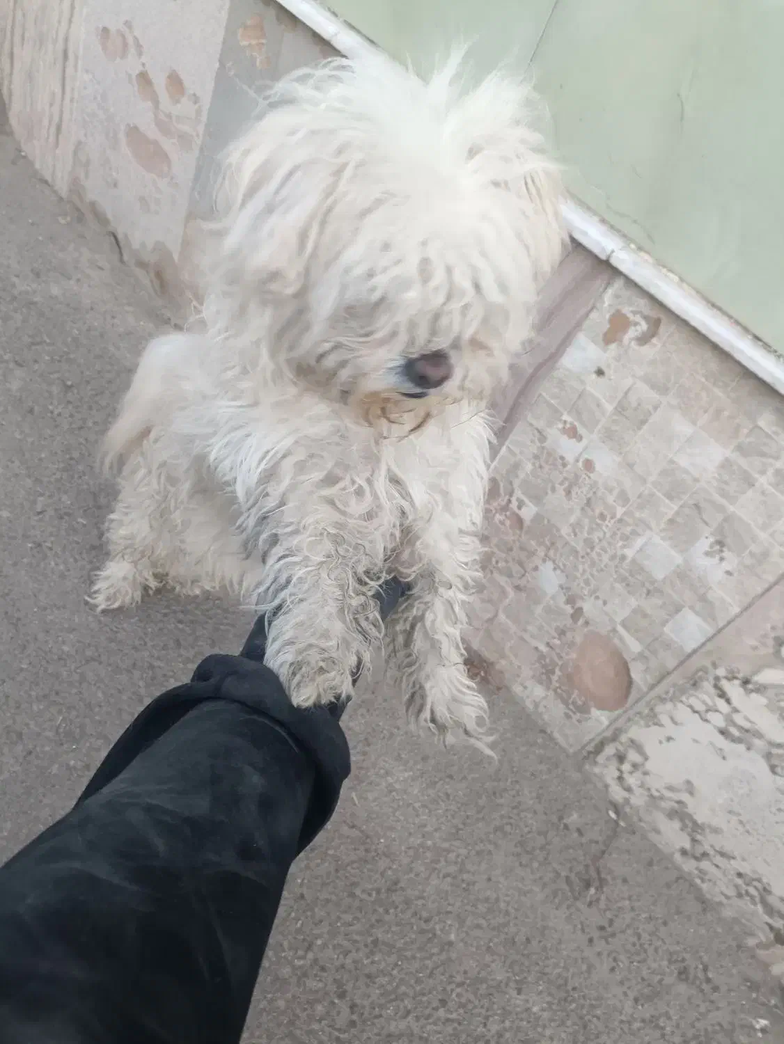 سگ اشپیتز نر شناسنامه دار|سگ|تبریز, |دیوار