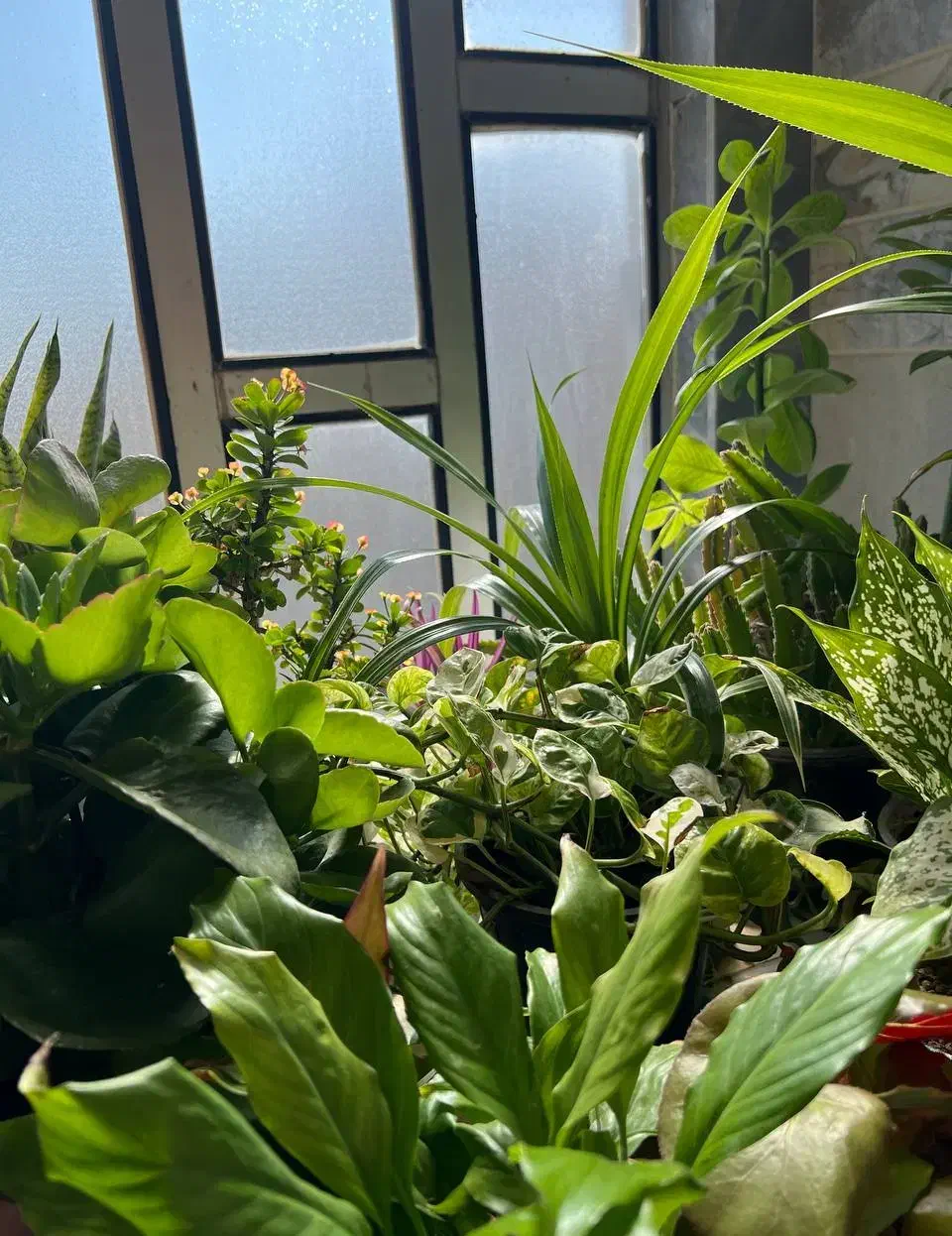 فروش گلهای اپارتمانی|گل و گیاه طبیعی|پاوه, |دیوار