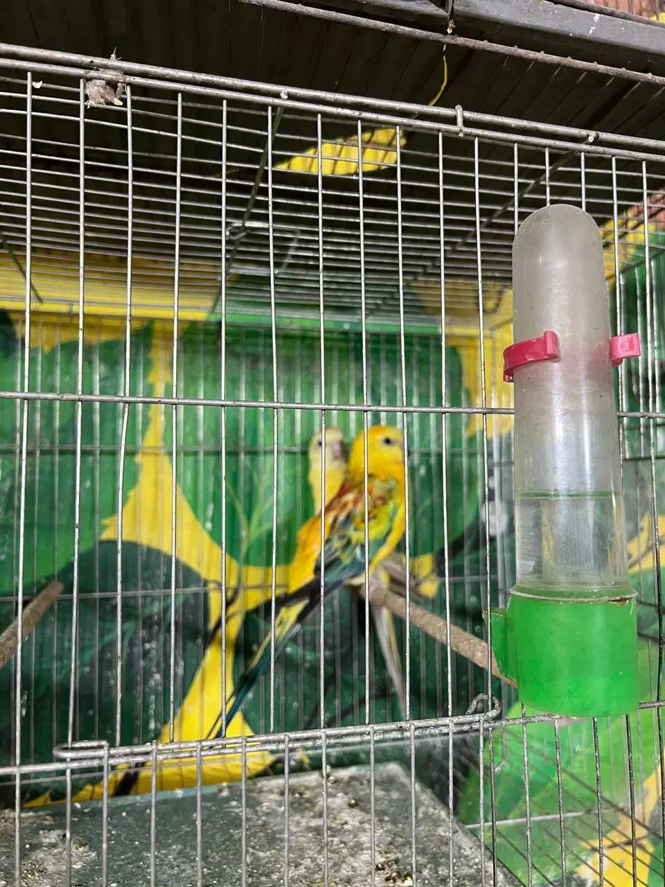 طوطی آوازه خوان|پرنده|قم, انسجام|دیوار