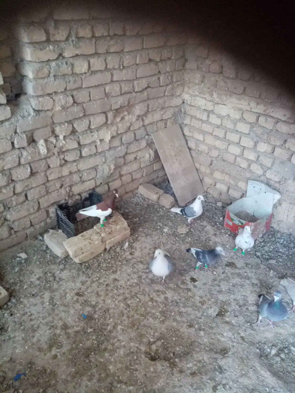 یهودی|پرنده|فرح دشت, |دیوار