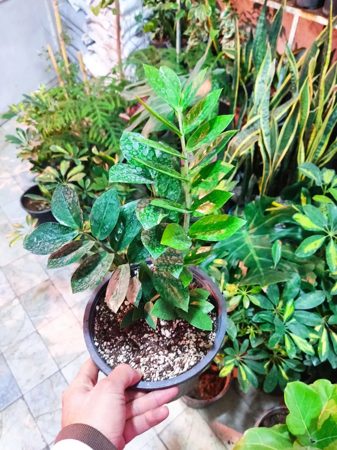 زاموفیلیا سبز|گل و گیاه طبیعی|قم, ولیعصر|دیوار