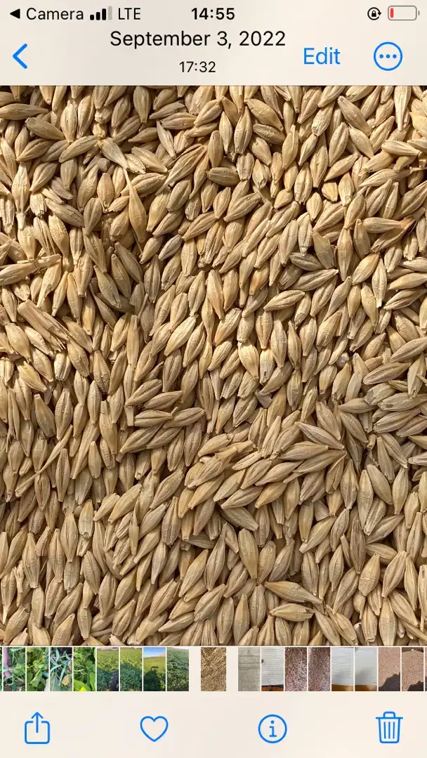بذر جو ابی جلگه|خدمات باغبانی و درختکاری|مهاجران, |دیوار
