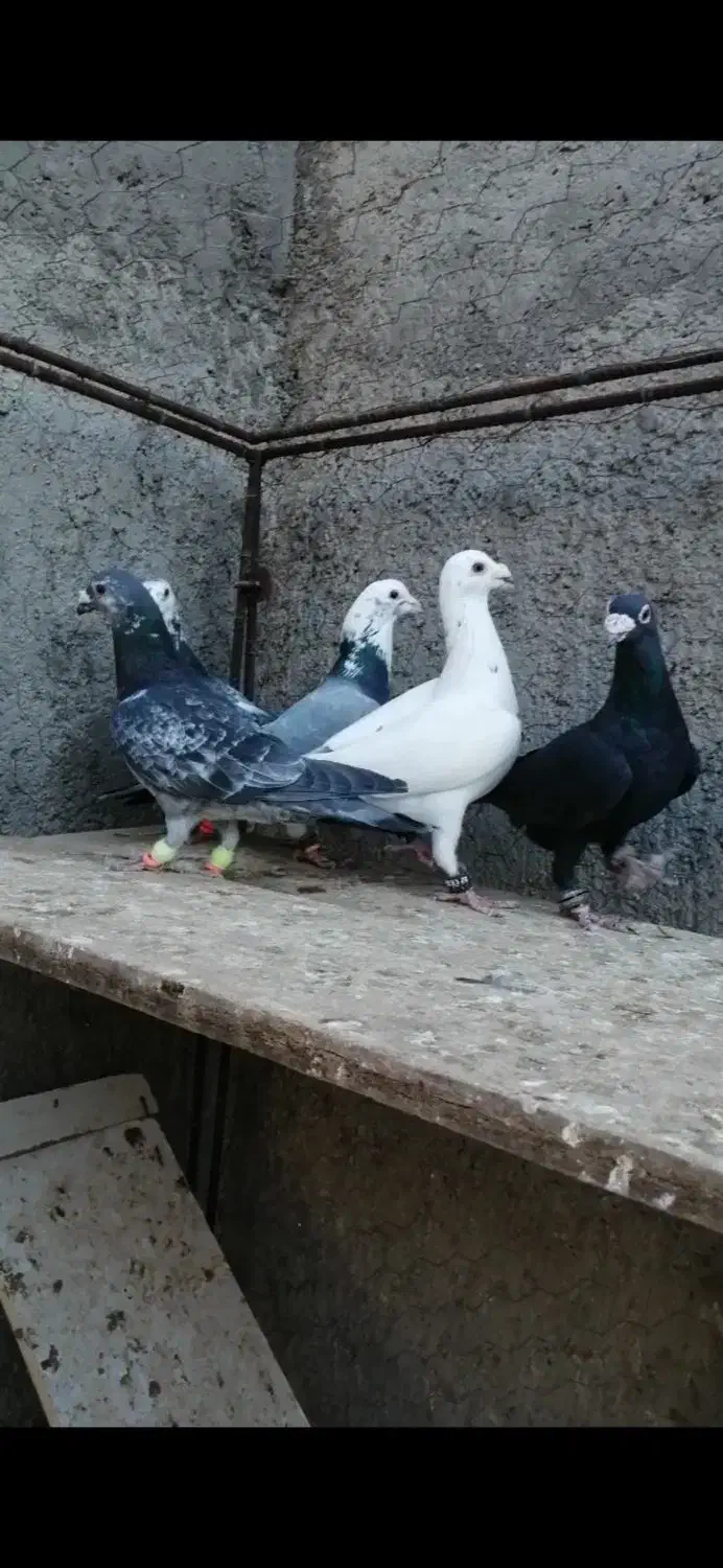 کفتر بوم|پرنده|کاشمر, |دیوار