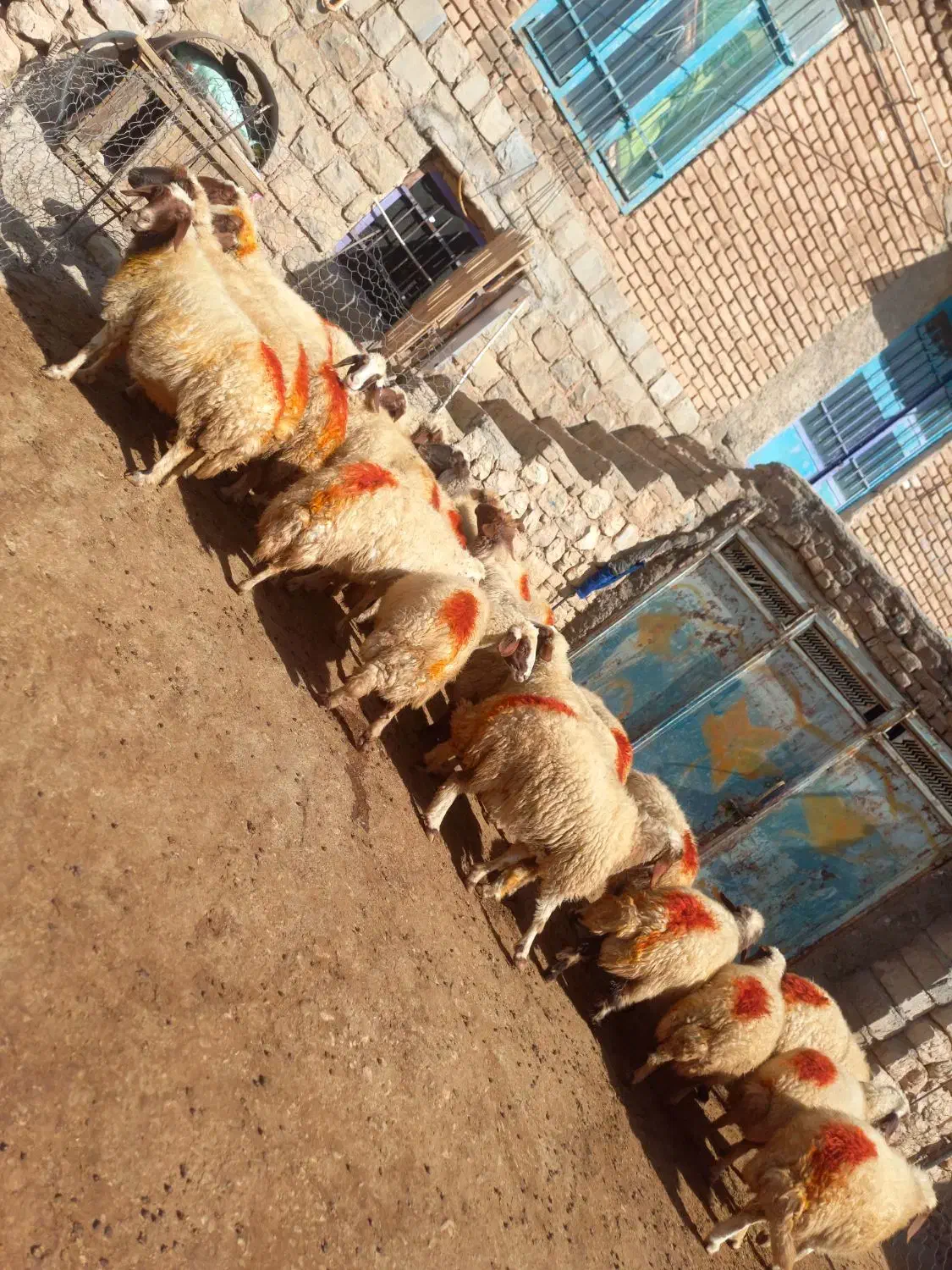 میش داشتی|حیوانات مزرعه|گوآور, |دیوار