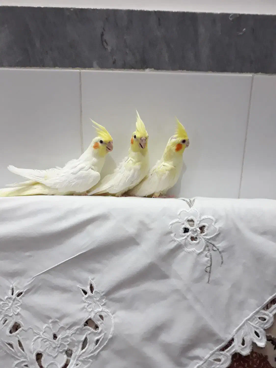 عروس هلندی لوتینو|پرنده|بناب, |دیوار