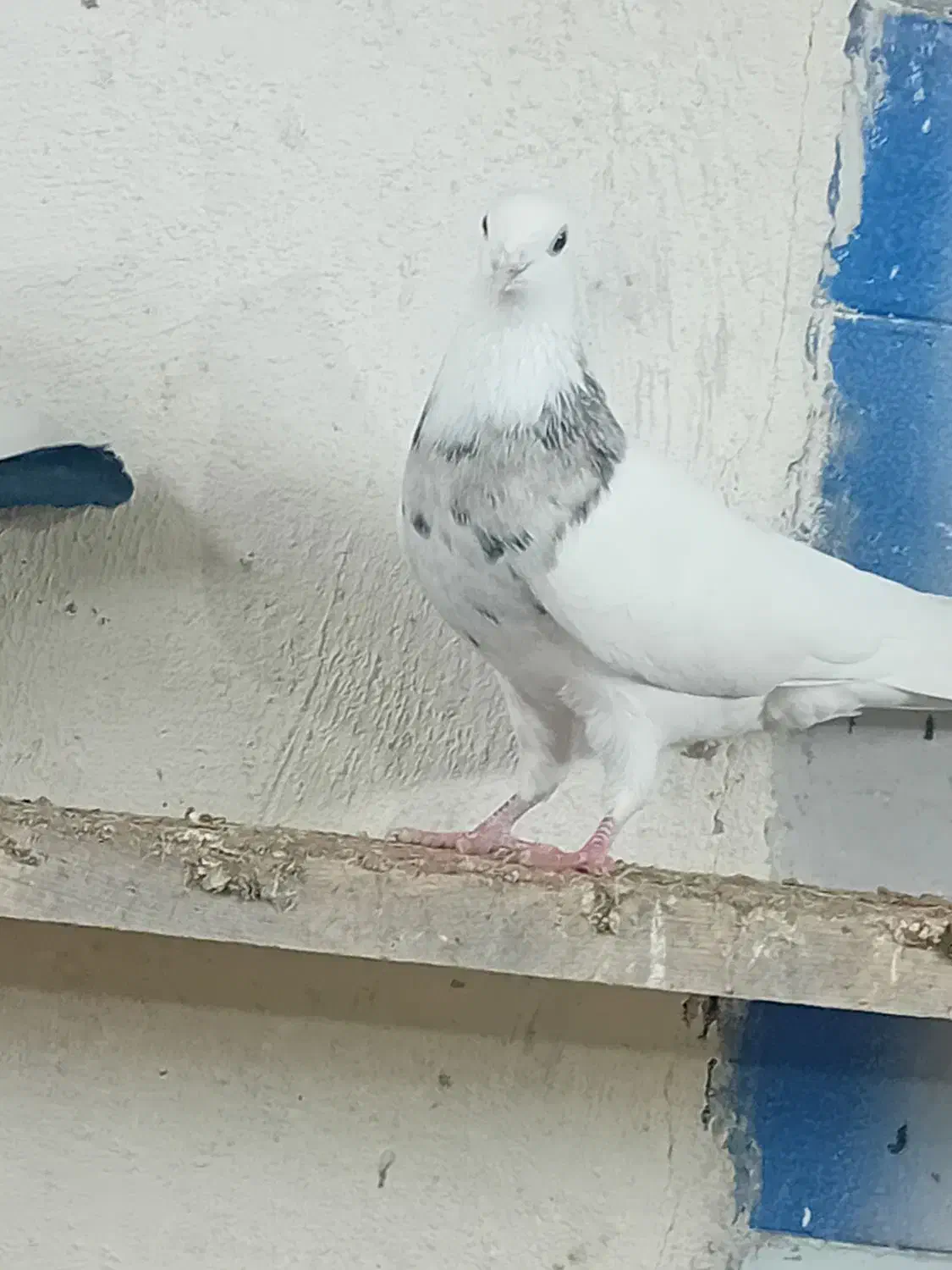 توقی 7رنگ|پرنده|اهواز, بیست متری شهرداری|دیوار