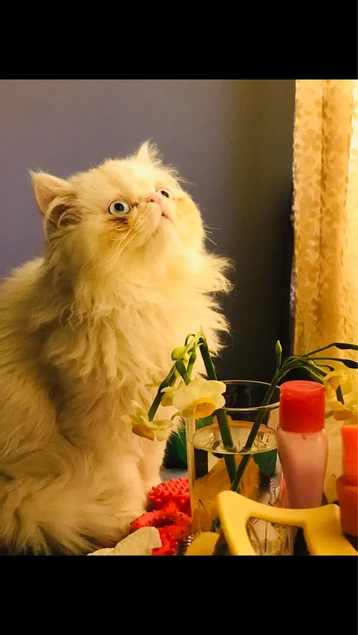 گربه|گربه|کرج, گلدشت|دیوار