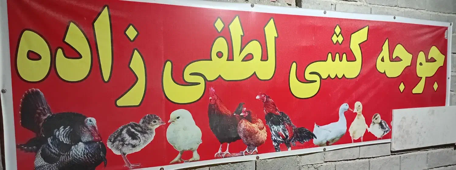 جوجه کشی|حیوانات مزرعه|ملکان, |دیوار