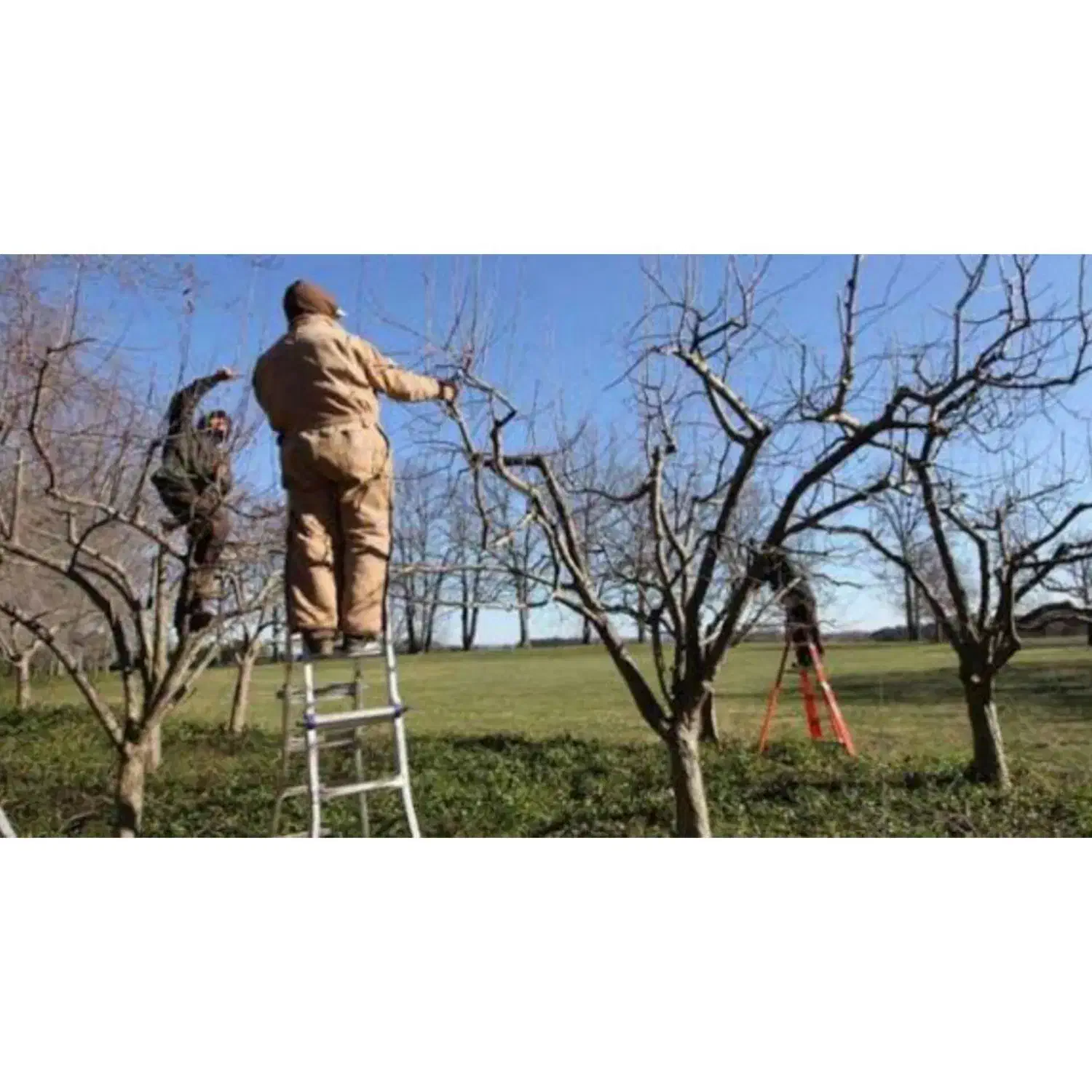 هرس درخت و باغداری|خدمات باغبانی و درختکاری|بجنورد, |دیوار