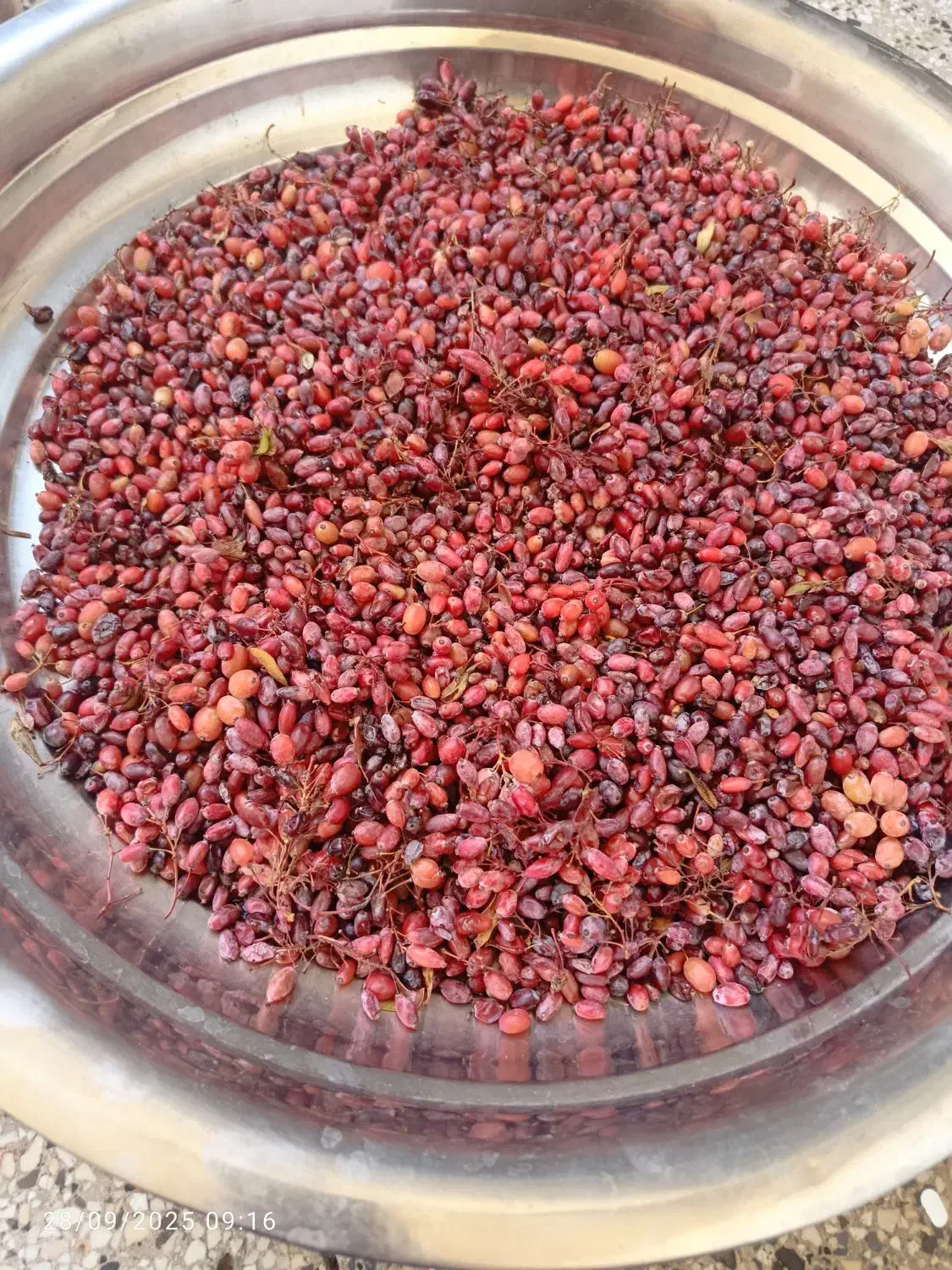 زرشک کوهی|خوردنی و آشامیدنی|شیراز, گلدشت معالی‌آباد|دیوار