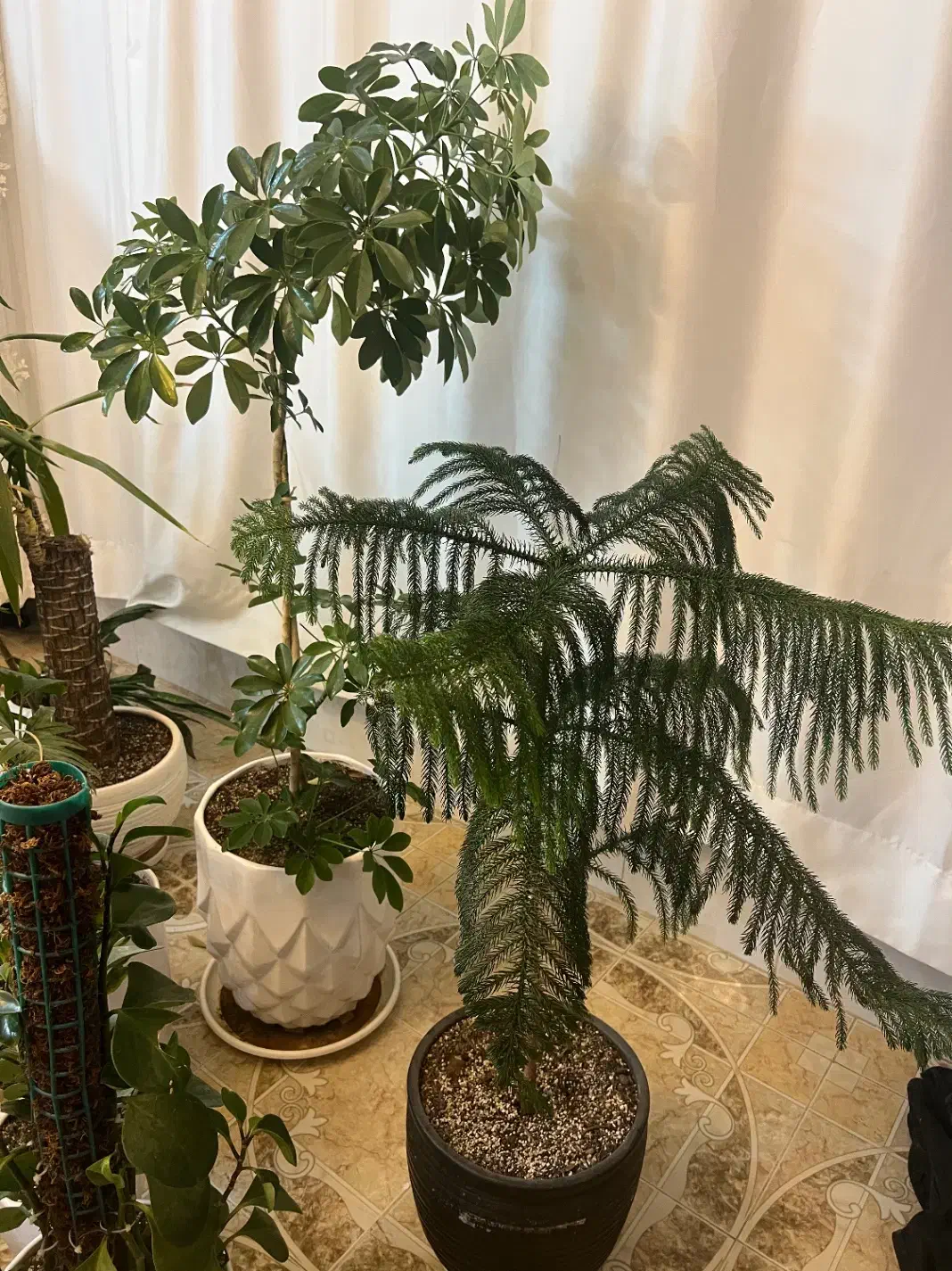 گل شفلرا و حاج مطبق|گل و گیاه طبیعی|سبزوار, امیر کبیر|دیوار