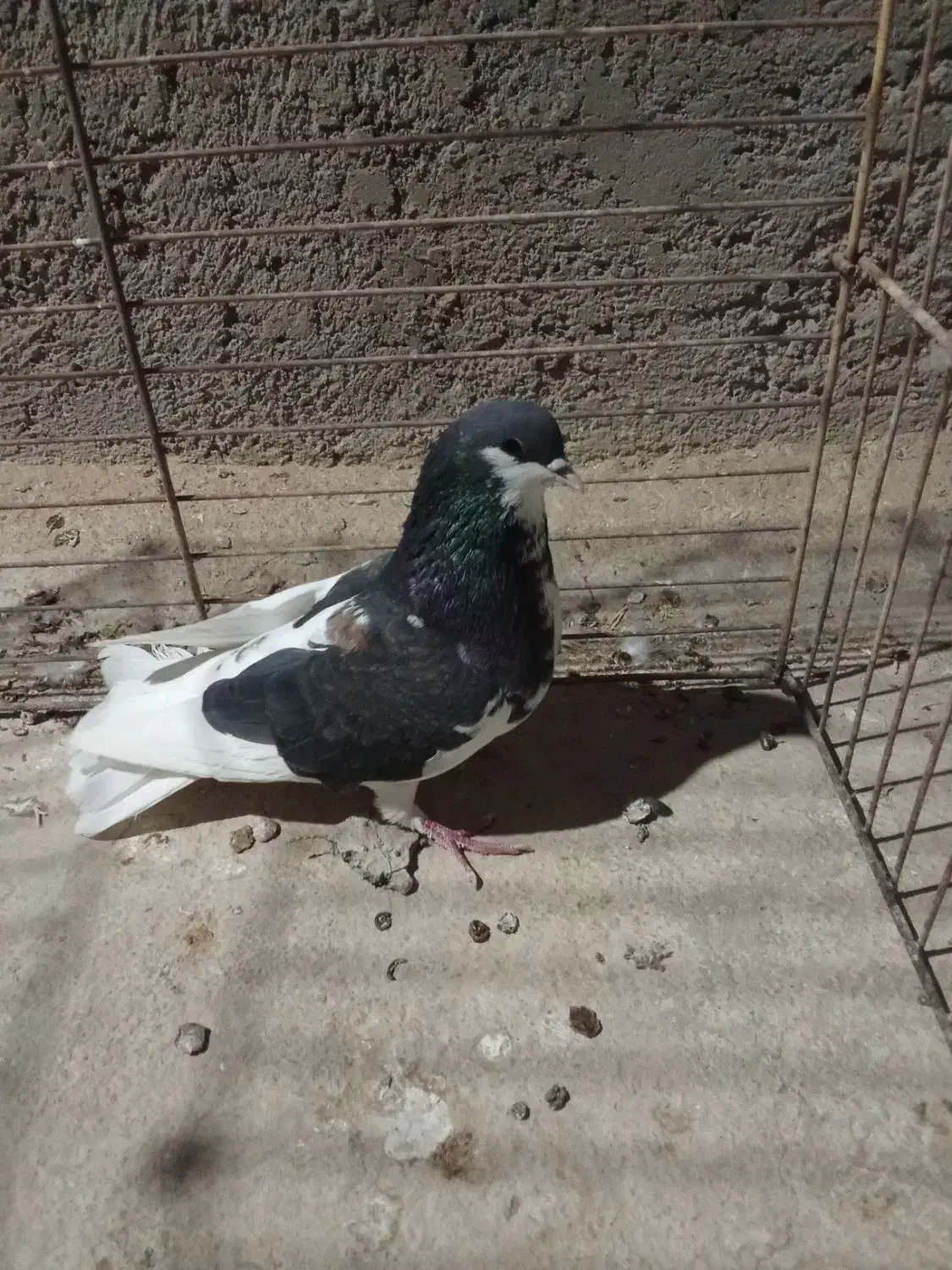 2عدد کفتر طوقی اصفهانی|پرنده|یزد, |دیوار