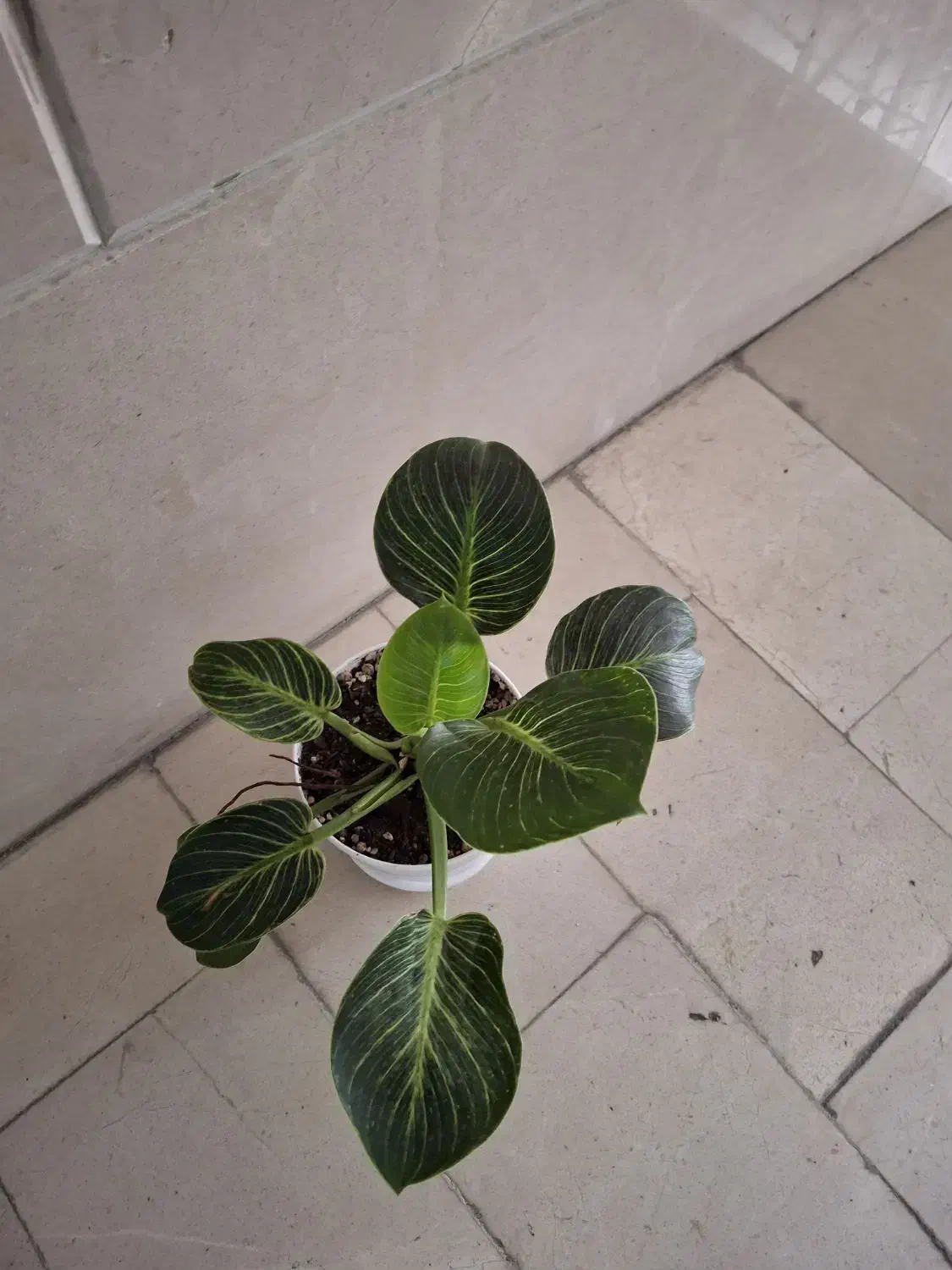 گلدان فیلودندرون برکین،گلدان سرامیکی|گل و گیاه طبیعی|تهران, فردوس|دیوار