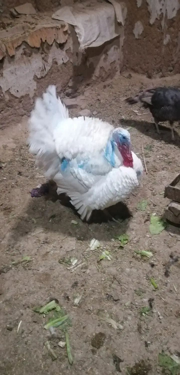 چهار تا بوقلمون ماده یک نر|حیوانات مزرعه|دهگلان, |دیوار