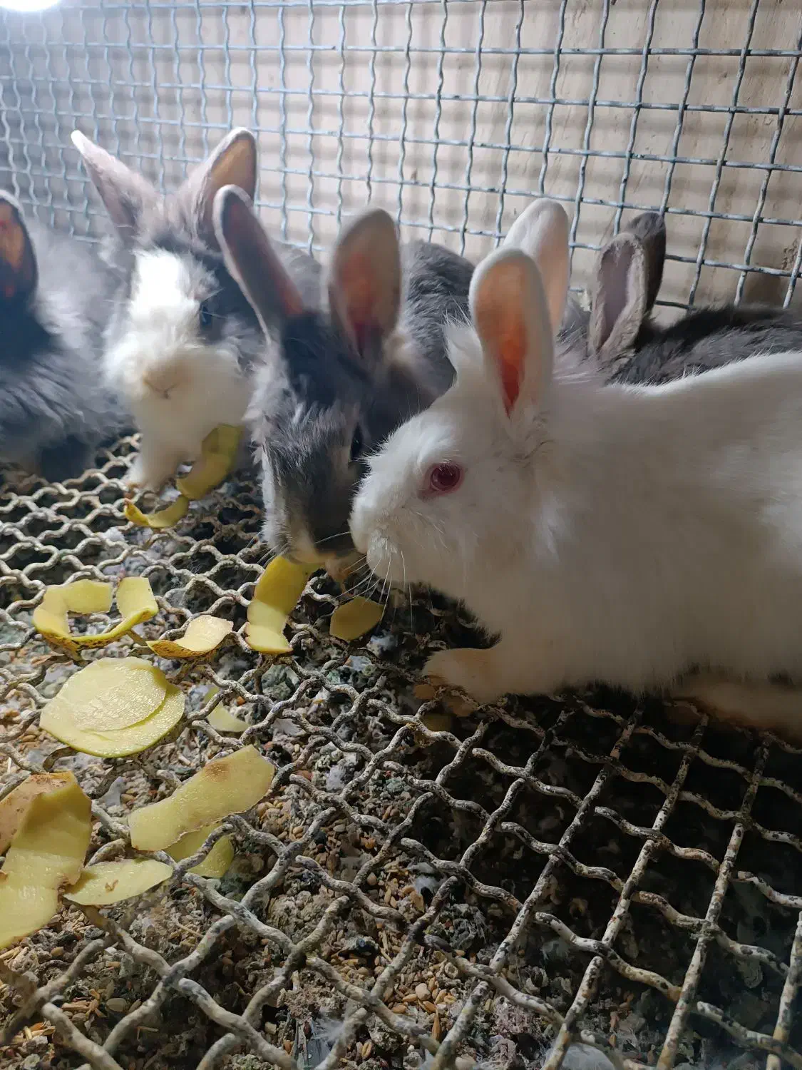 خرگوش|موش و خرگوش|میاندوآب, |دیوار