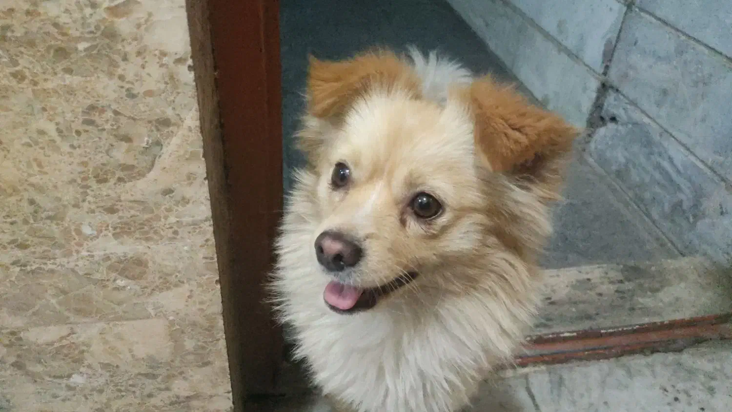 سگ پامر اشپیتز|سگ|بهارستان, |دیوار