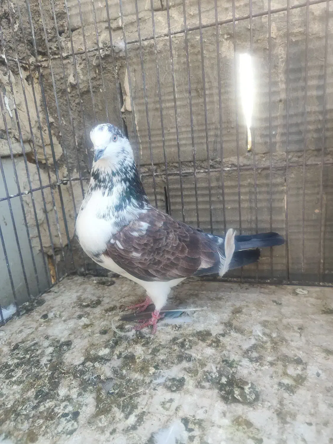 پرنده پرشی|پرنده|کاشان, راوند|دیوار