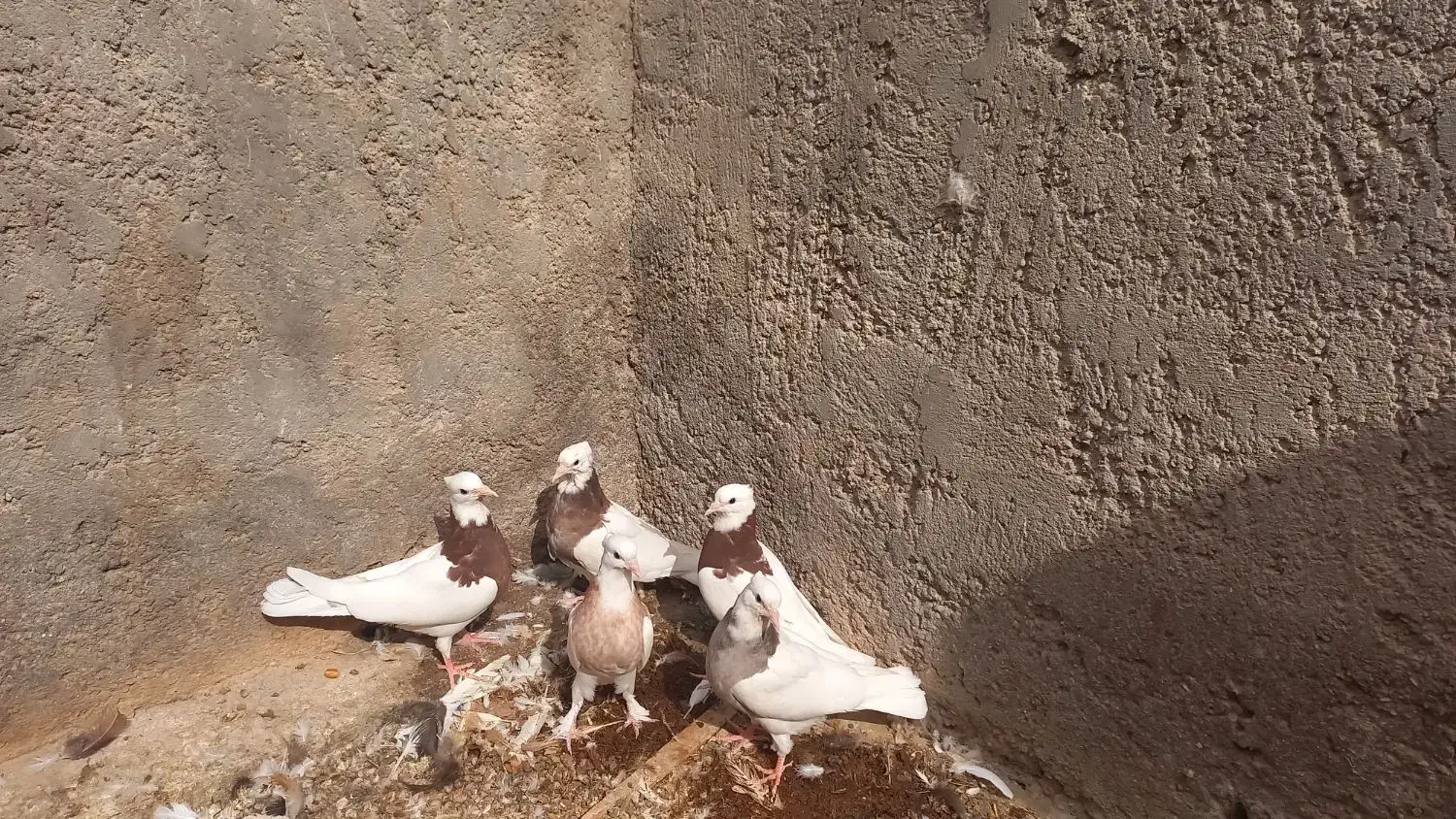 کبوتر طوقی روهم دونه ۲۵۰|پرنده|اردکان, |دیوار