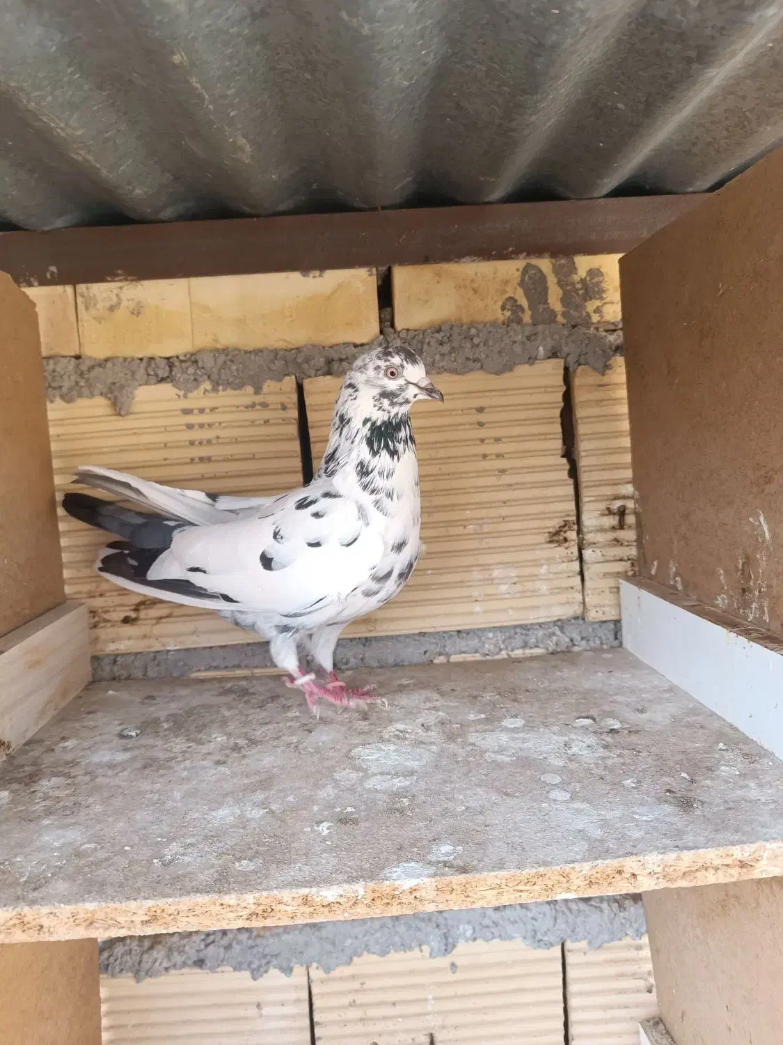 سبز وسوسکی|پرنده|سرپل ذهاب, |دیوار