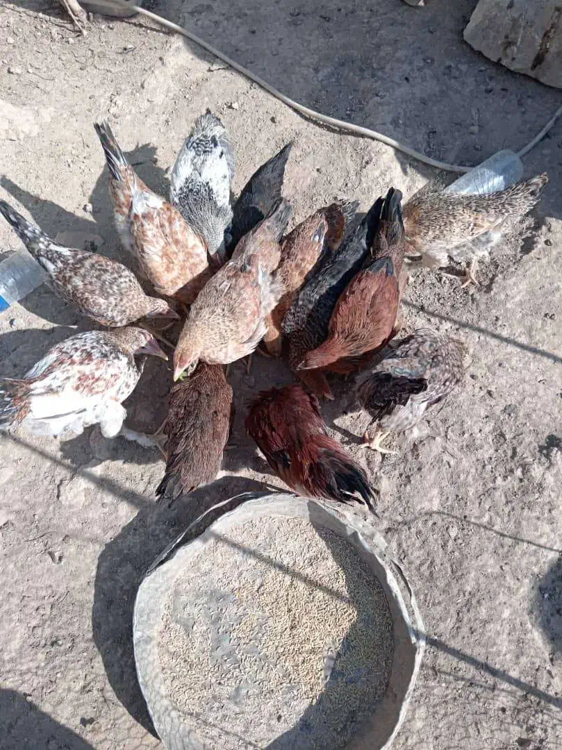 مرغ محلی دونه ای ۴۵۰|حیوانات مزرعه|لنده, |دیوار