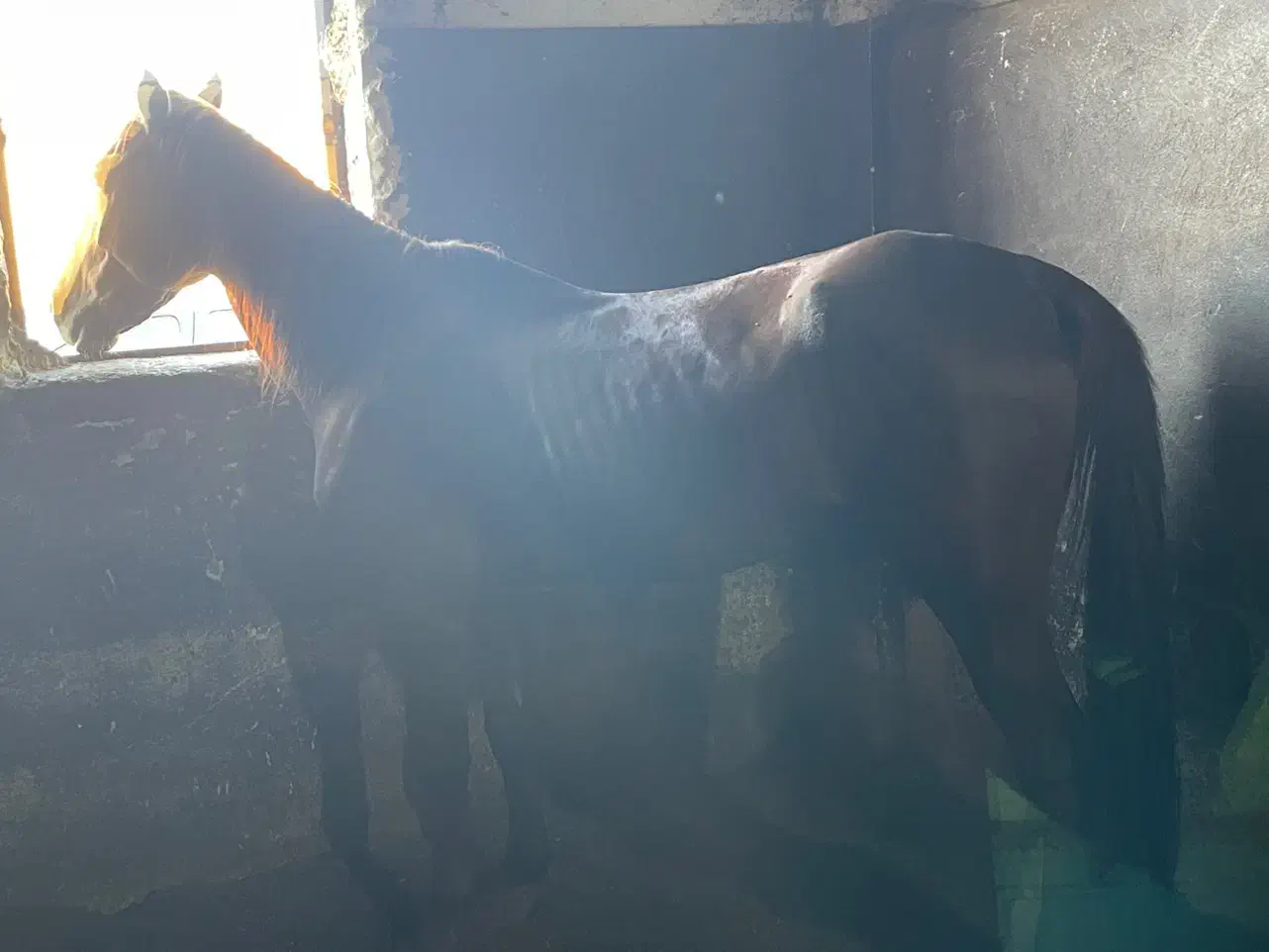 فروش اسب کرد و عرب|اسب و تجهیزات اسب‌سواری|ارومیه, |دیوار