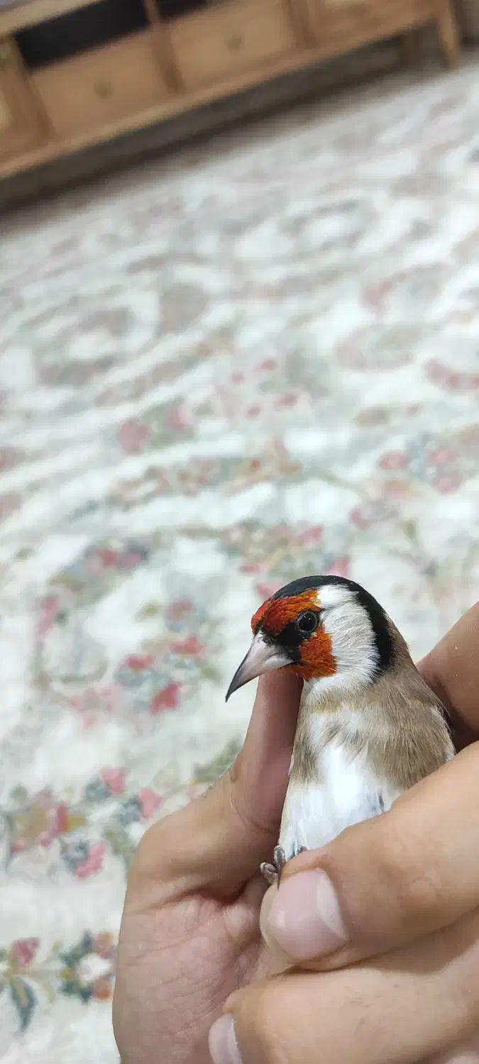 سهره چهار گل|پرنده|تهران, حر|دیوار