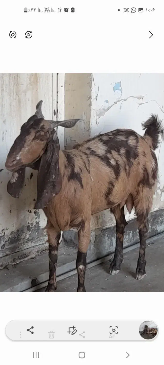 بز پاکستانی|حیوانات مزرعه|مسجد سلیمان, |دیوار