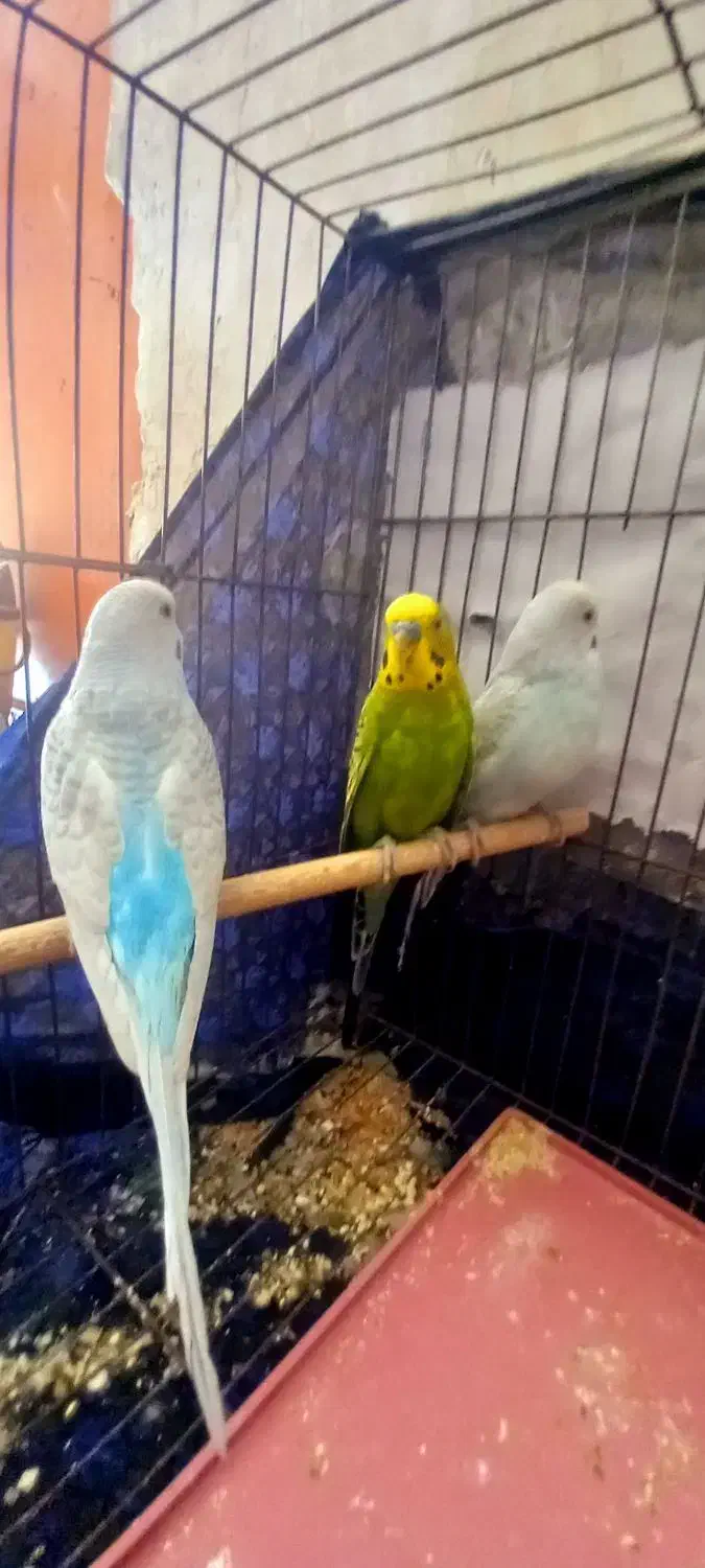 مرغ عشق|پرنده|امیدیه, |دیوار