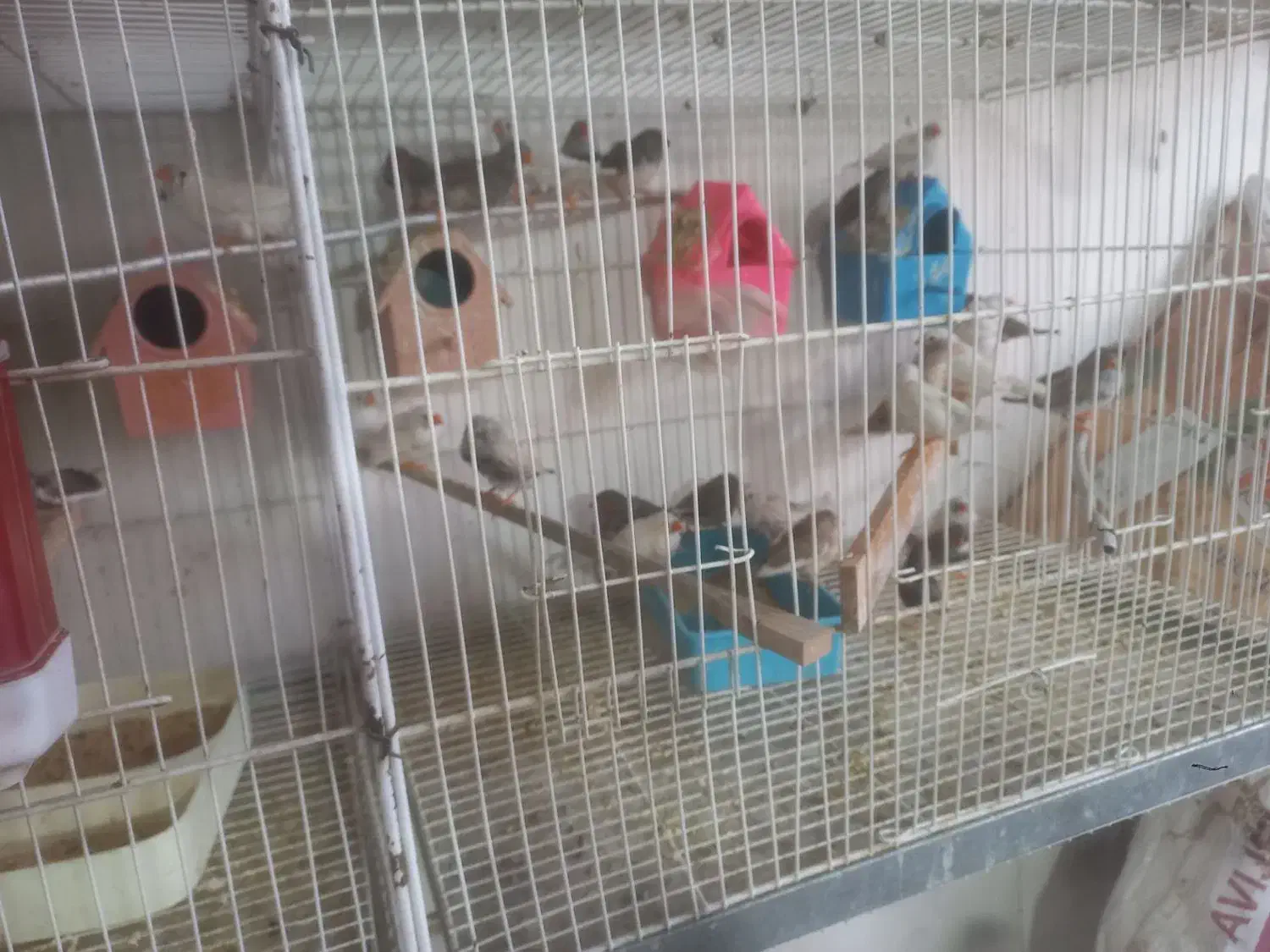 فنچ|پرنده|سبزوار, شرق کال جنوبی (شمس آبادی)|دیوار