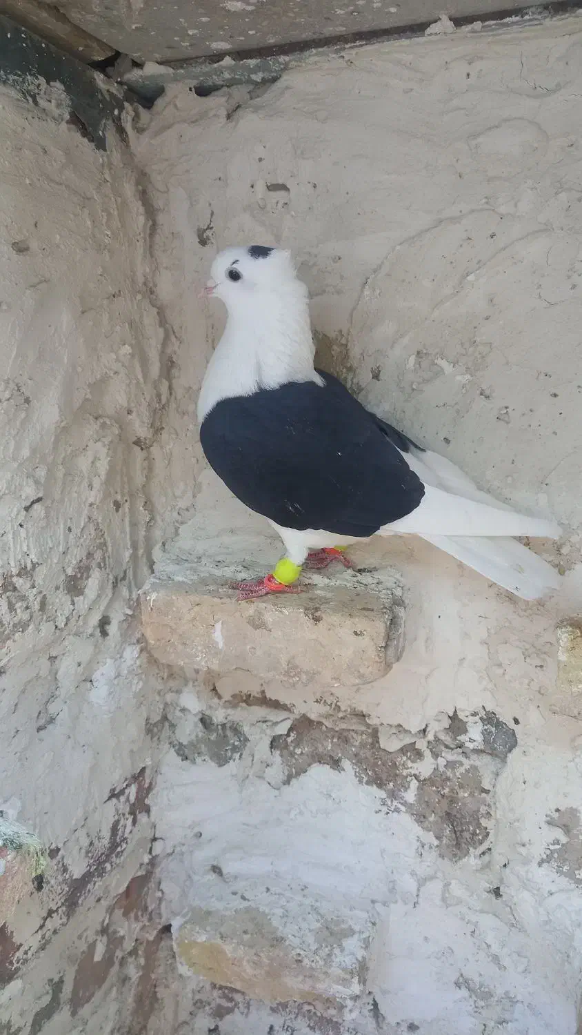 کفترپشت سیاه ماده|پرنده|قزوین, |دیوار