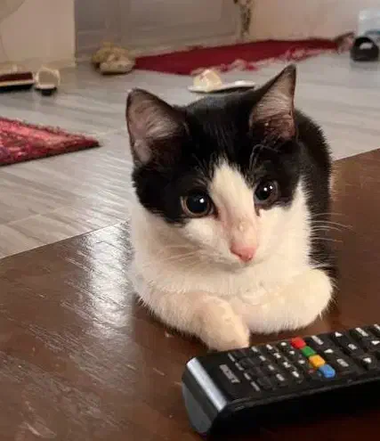 واگذاری گربه 3 ماهه نر سالم و زیبا|گربه|لاهیجان, لیل|دیوار