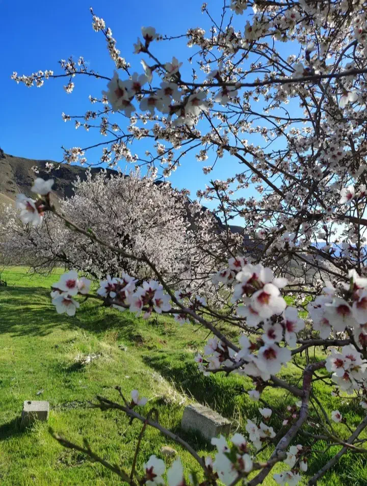 بلیط کنسرت رایگان|بلیت کنسرت|تهران, تهرانپارس شرقی|دیوار