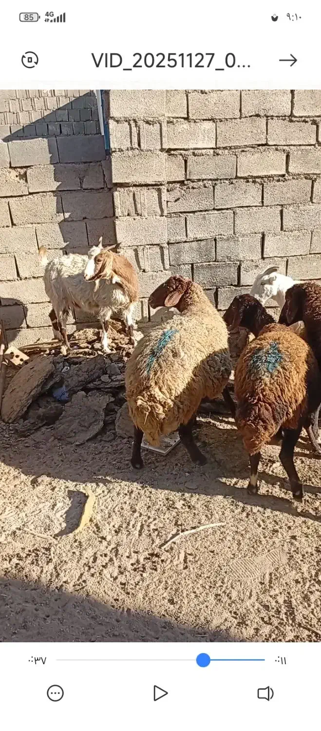 قیمت‌‌چفته‌35|حیوانات مزرعه|بوژگان, |دیوار