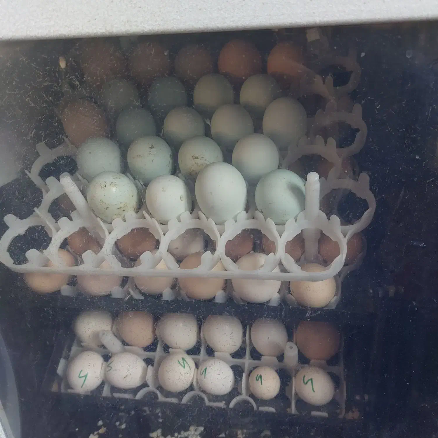 فروش تخم مرغ|حیوانات مزرعه|نجف‌آباد, حومه نجف آباد|دیوار