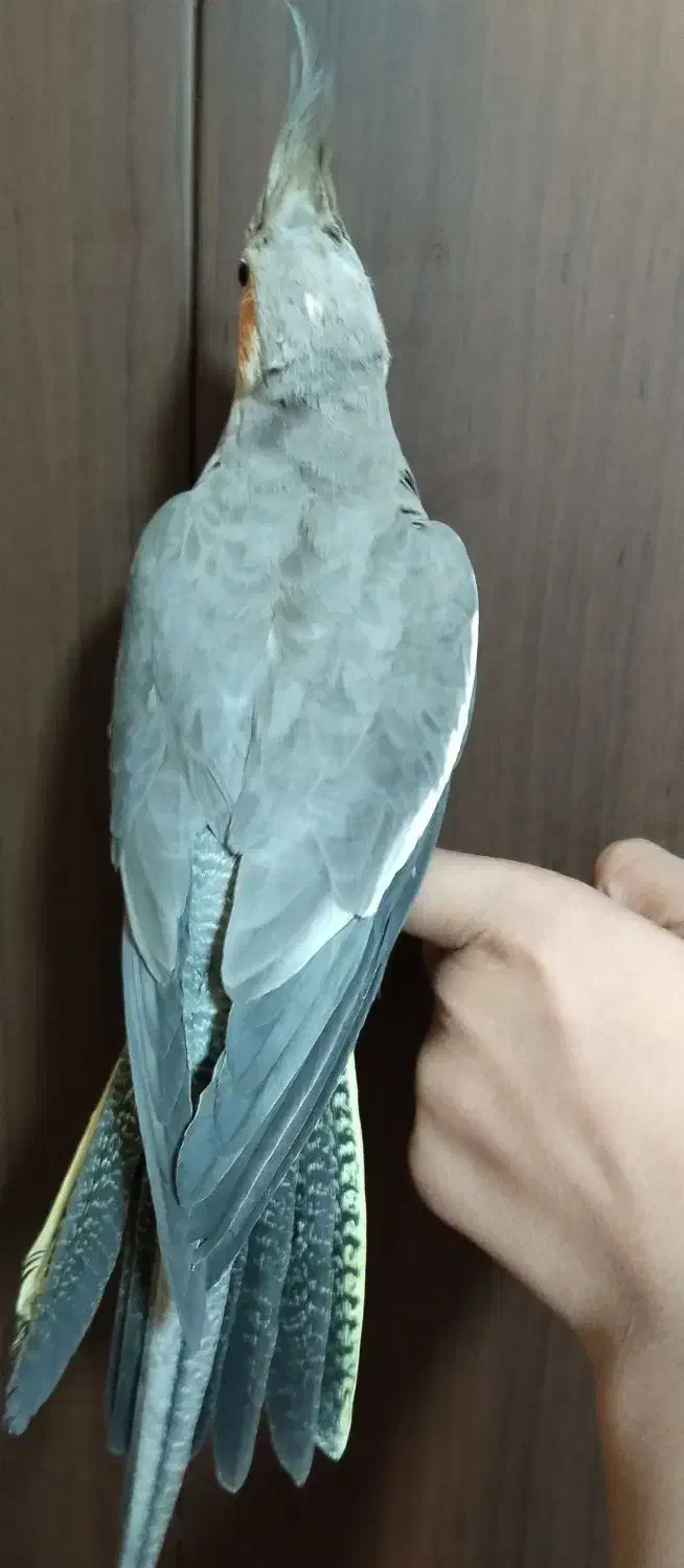 پرنده|پرنده|فولادشهر, A3|دیوار