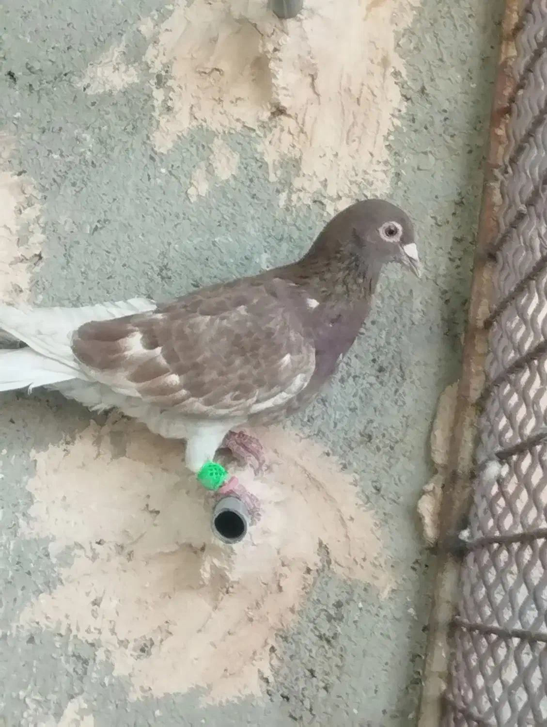 کبوتر|پرنده|سبزوار, قلعه‌نو دهزار|دیوار