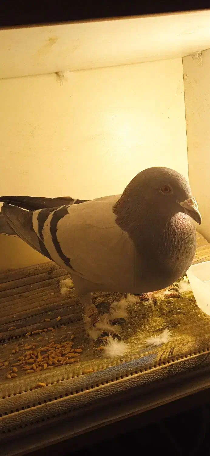 کبوتر پلاکی|پرنده|شهریار, شهرک اداری تندگویان|دیوار