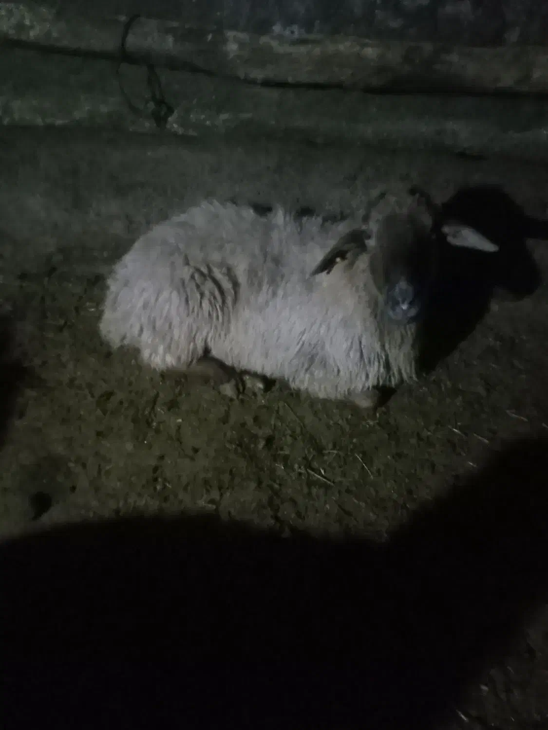 گوسفند قربانی|حیوانات مزرعه|سرعین, |دیوار