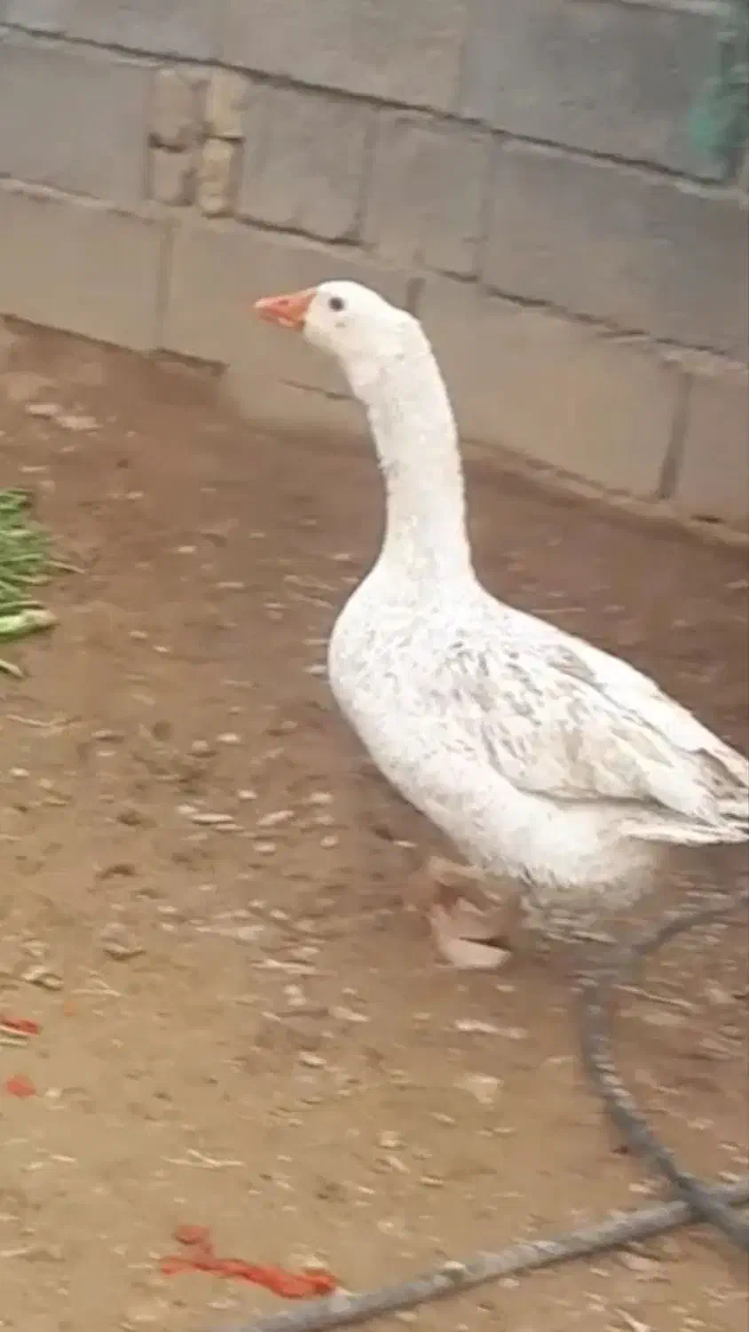 قاز|حیوانات مزرعه|گرمخان, |دیوار