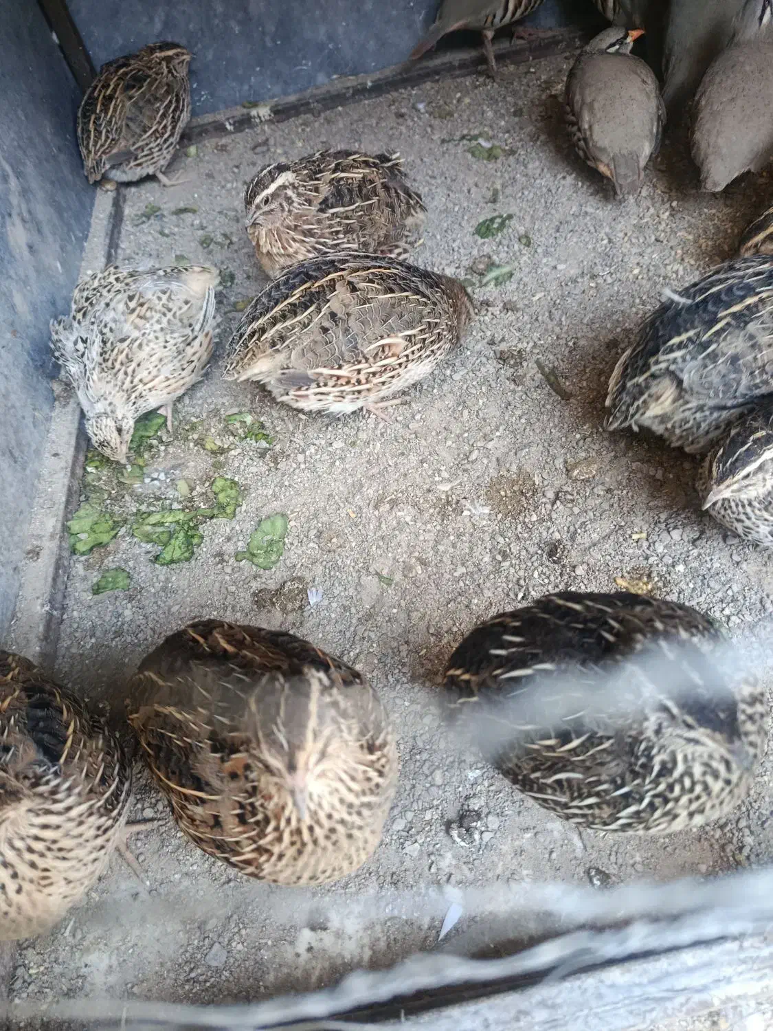 تخم|خوردنی و آشامیدنی|خاش, |دیوار