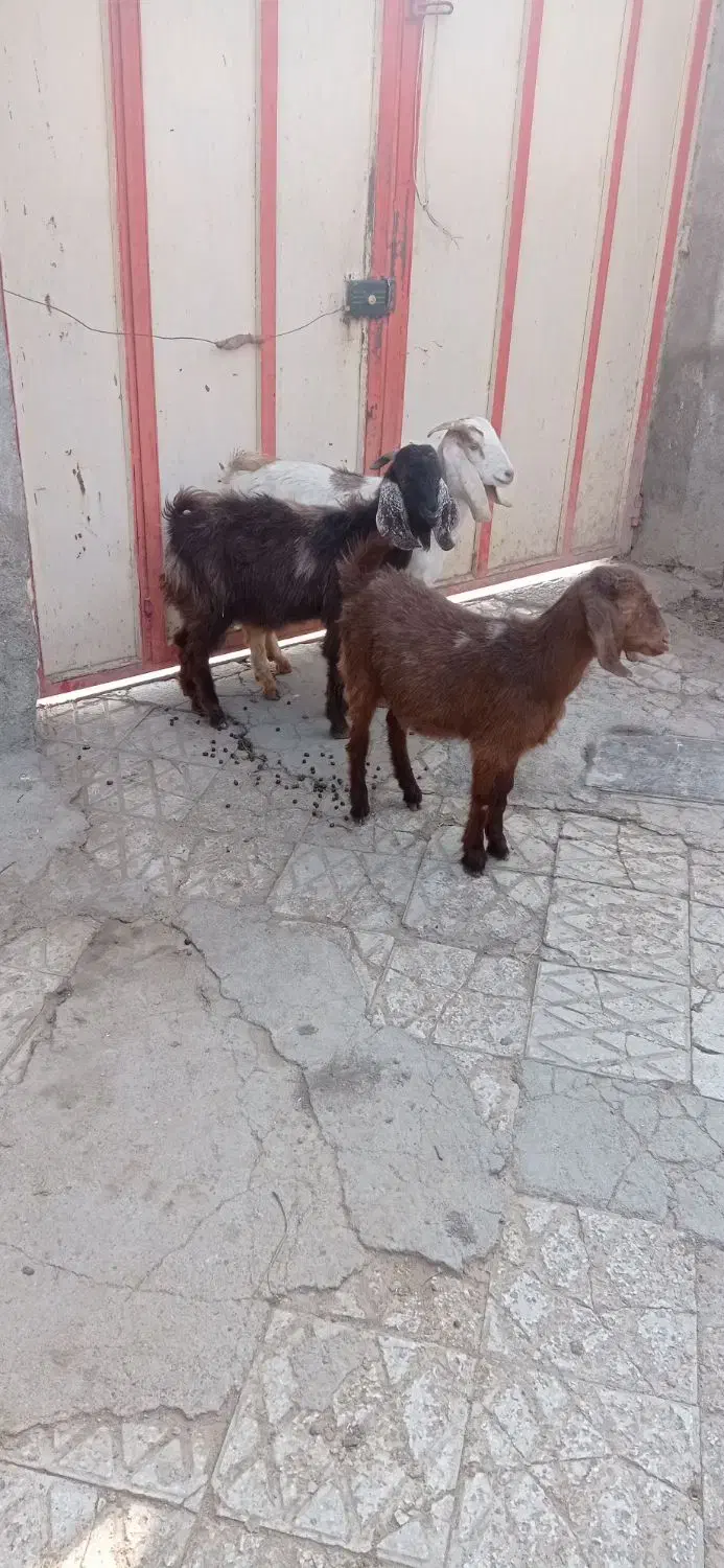 سه عدد بزقالع فروشی|حیوانات مزرعه|ملایر, |دیوار