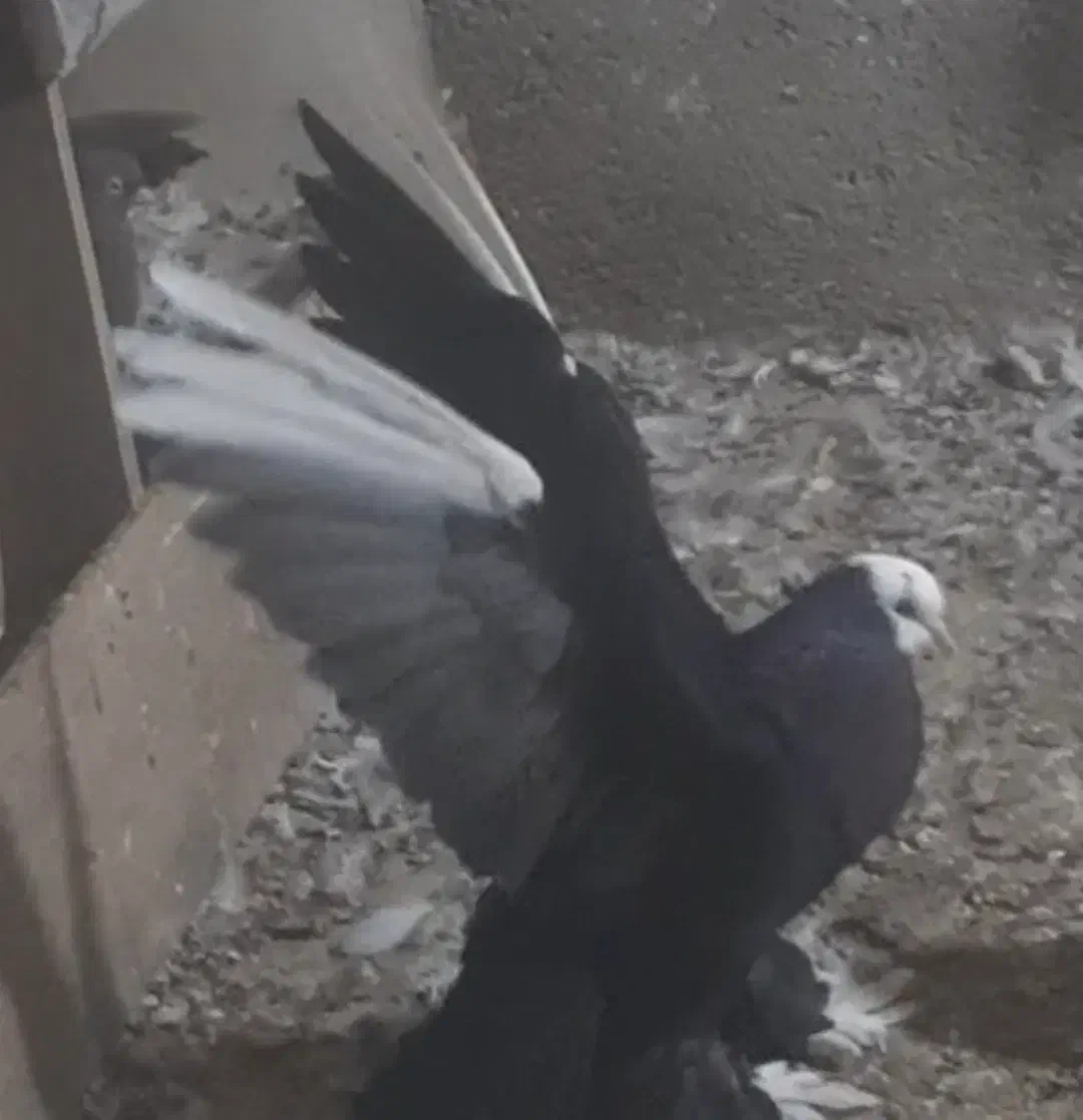 قره قجله نر|پرنده|میاندوآب, |دیوار